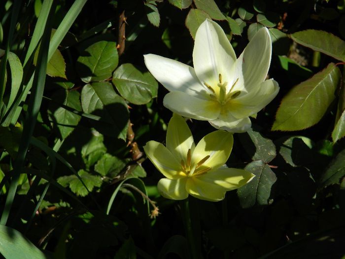 DSCN5991 - APRILIE 2014