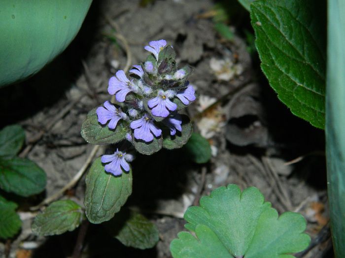 DSCN6027 - APRILIE 2014