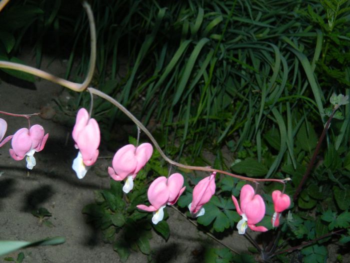 DSCN6077 - APRILIE 2014