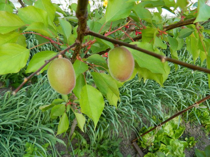 DSCN6081 - APRILIE 2014