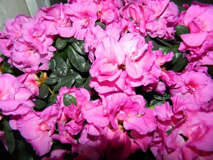 DSCN6093 - APRILIE 2014