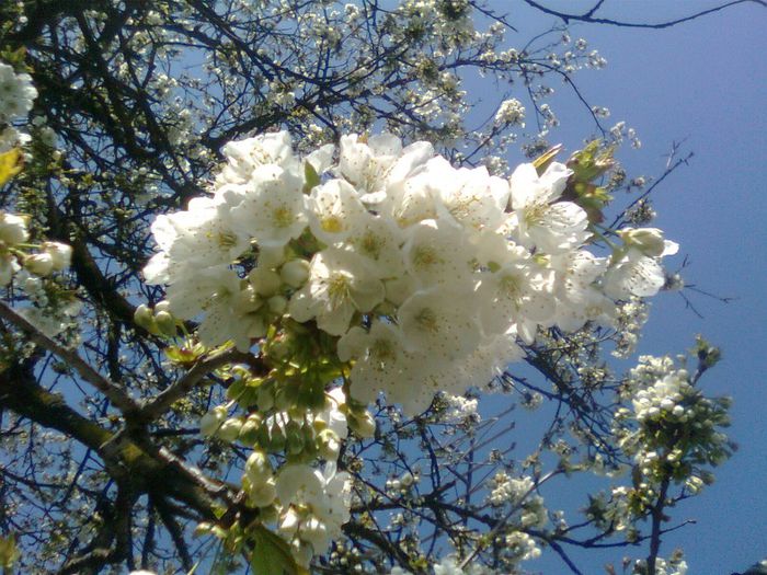 Flori de cires - Recunoasterea arborilor dupa flori