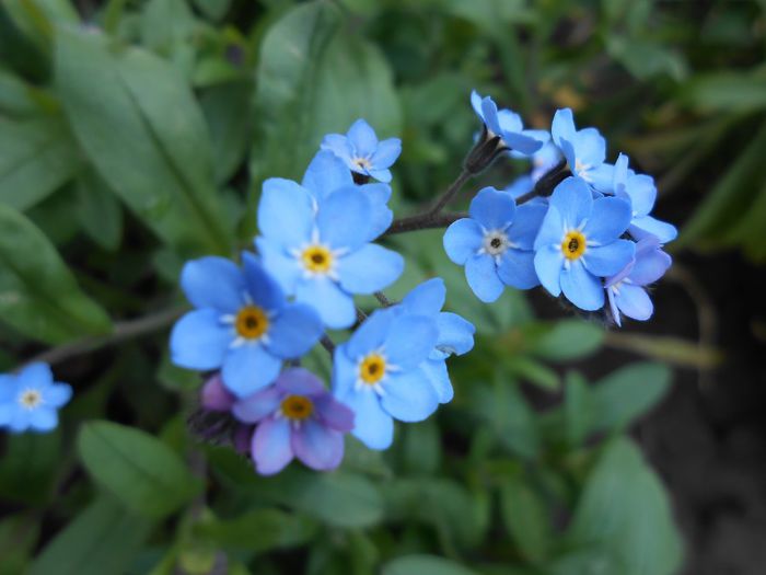 myosotis - yyy 2014 gradina mea