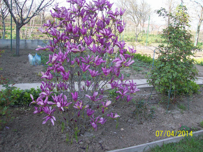 magnolia susanne