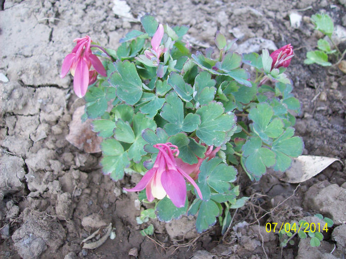 caldarusa