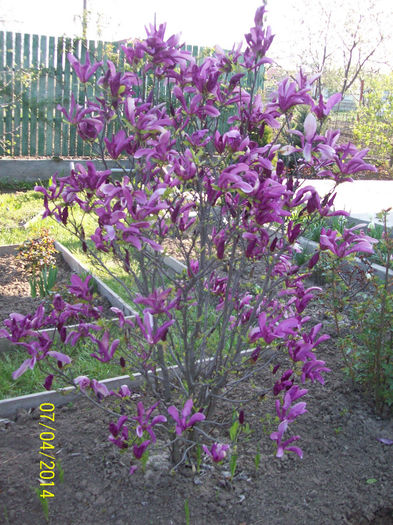 magnolia susanne