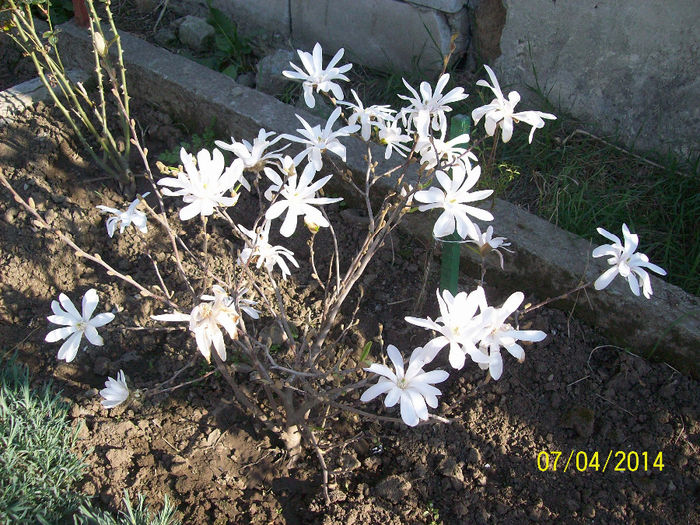 magnolia stelatta