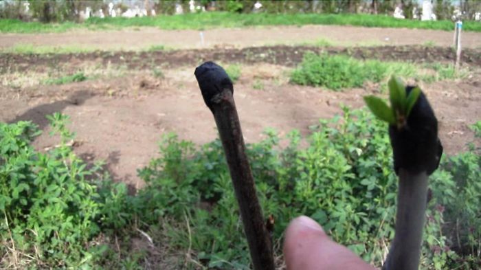 prun stanley pe prun franc