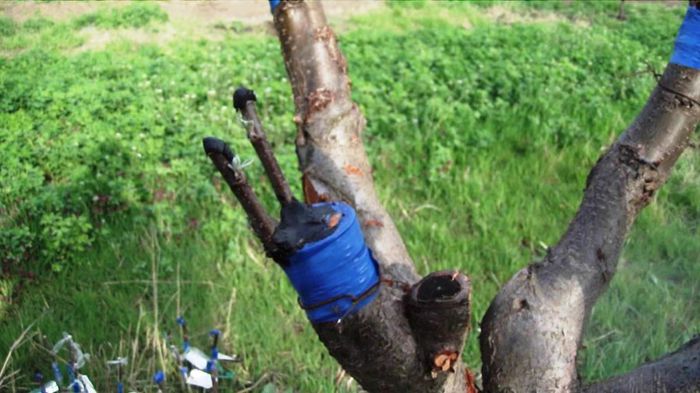 multe soiuri de mar pe visin; seara fiind am altoit, si am altoit, si n-am vazut, ne-am grabit, si s-a intamplat minunea!!!
