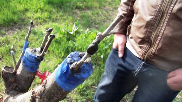 multe soiuri de mar pe visin; cat o sa duca?
