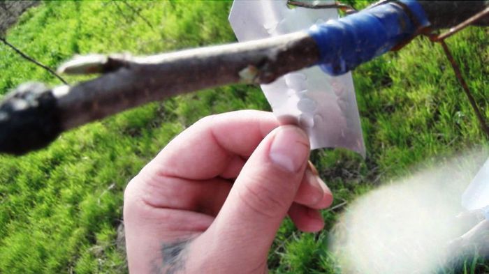 mai multe soiuri de mar pe mar