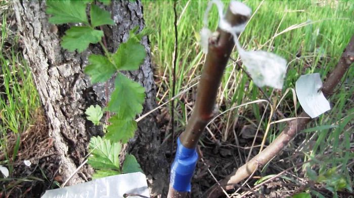 mai multe soiuri de mar pe mar