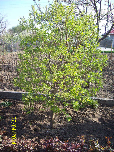 liliac galben(a fost acum 4 ani, acum este crem)