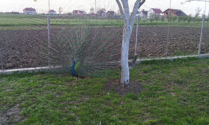 prima zi an semilibertate