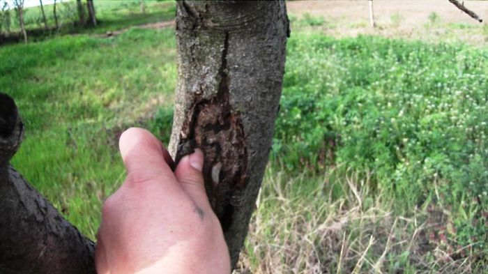 permacultura; n-a vazut tratament de cand l-a facut mas-a
