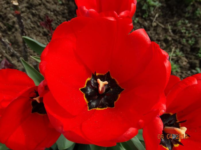 DSC01552 - Plante in gradina 2014