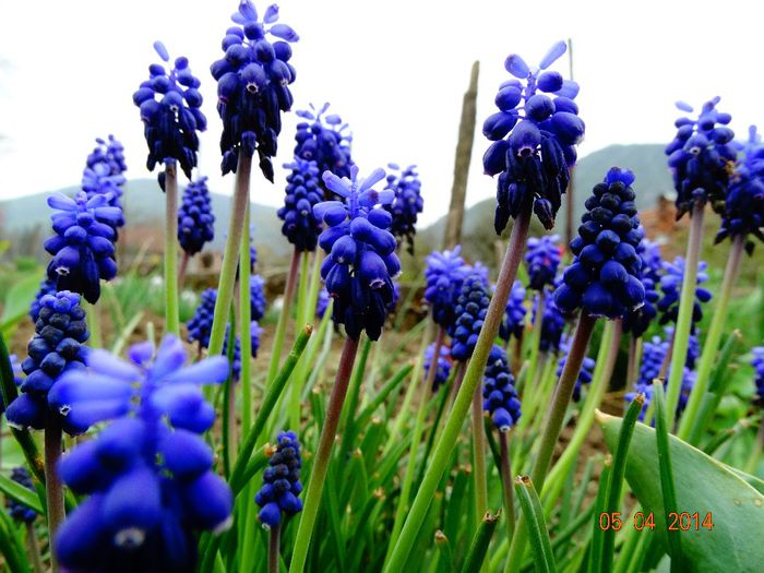 DSC01537 - Plante in gradina 2014