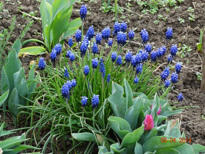 DSC01498 - Plante in gradina 2014