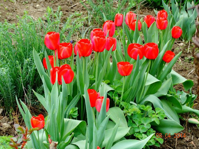 DSC01516 - Plante in gradina 2014