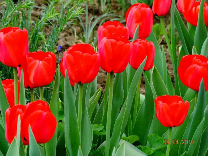 DSC01515 - Plante in gradina 2014