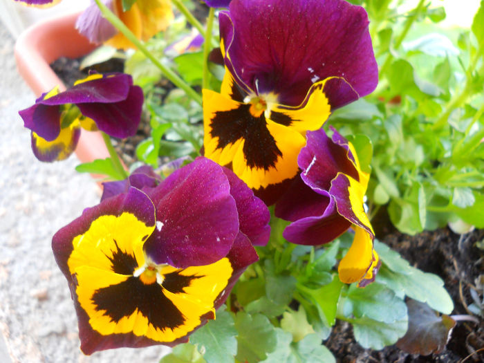 DSCN1113_050