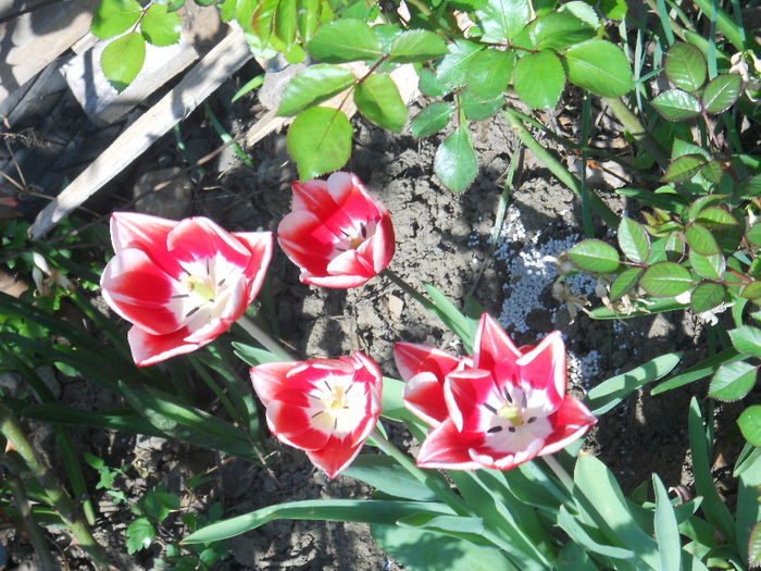 DSCN1119_056
