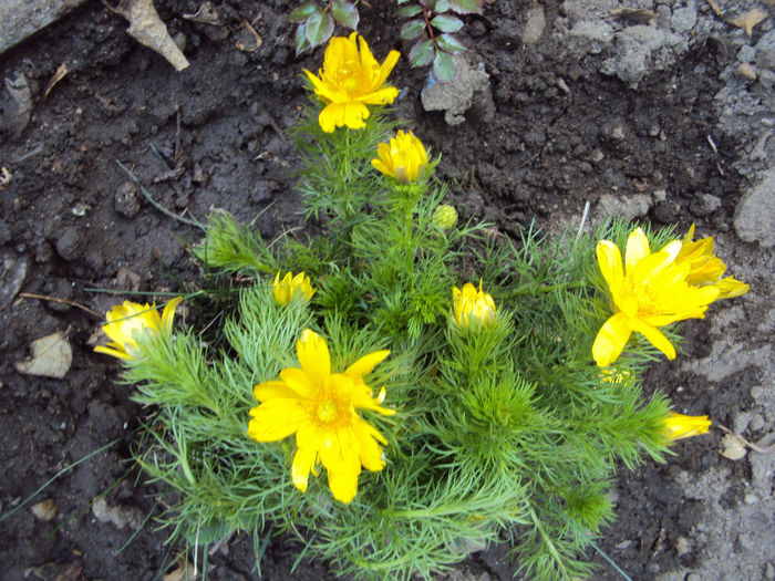 ... sau ruscuta de primavara - 2014 Gradina