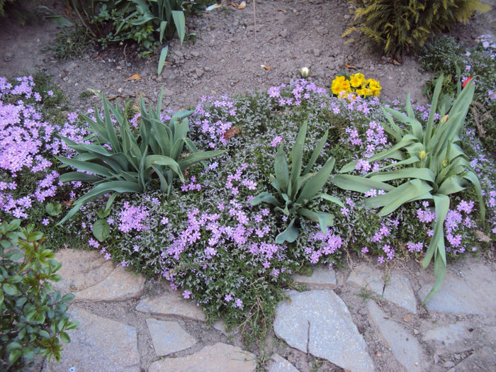 DSC02743 - 2014 Gradina