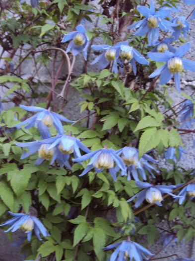DSC02763 - 1 Clematite 2014