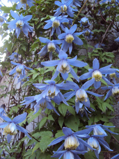 DSC02765 - 1 Clematite 2014