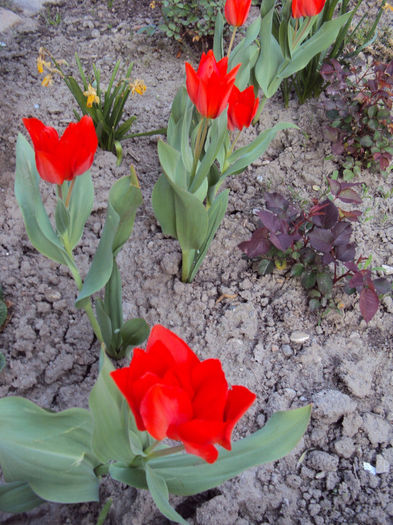 DSC02698 - 2014 Gradina