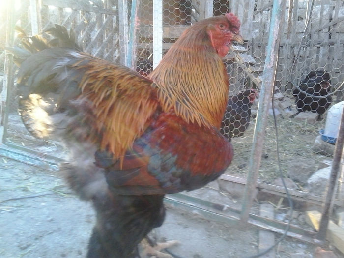 20140408_192124 - 004 Arhiva