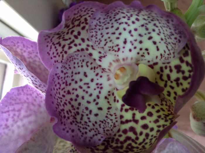 image - 0 Orhidee Vanda exclusiviste