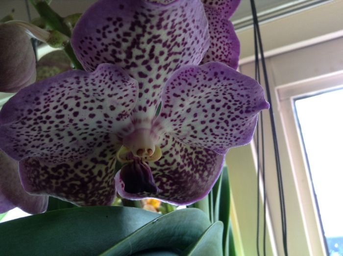 image - 0 Orhidee Vanda exclusiviste