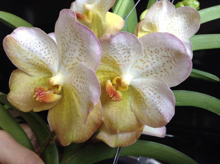 image - 0 Orhidee Vanda exclusiviste
