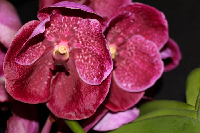 IMG_6853 - 0 Orhidee Vanda exclusiviste
