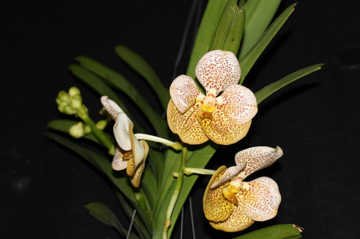 IMG_6755 - 0 Orhidee Vanda exclusiviste