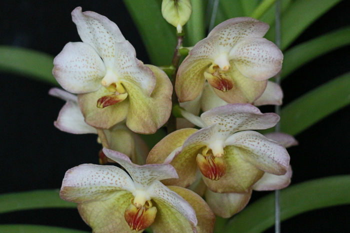 IMG_6760 - 0 Orhidee Vanda exclusiviste