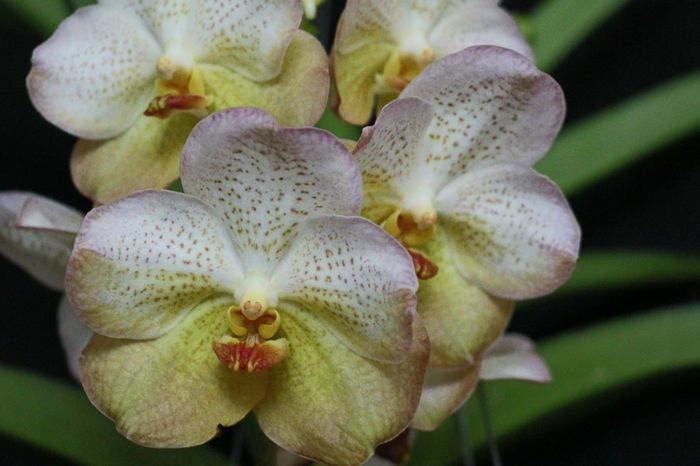 IMG_6763 - 0 Orhidee Vanda exclusiviste