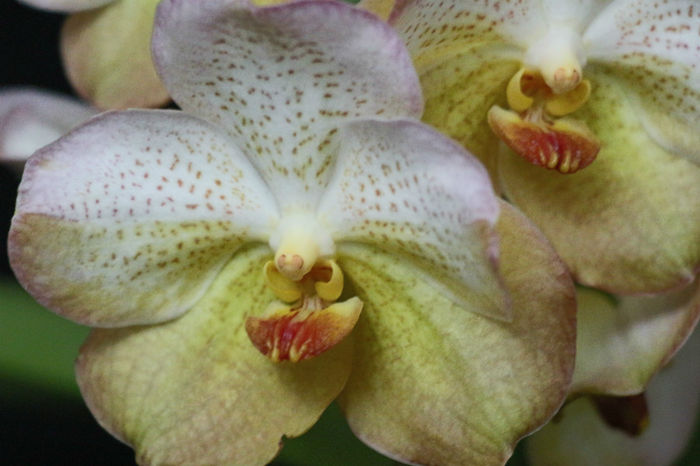 IMG_6764 - 0 Orhidee Vanda exclusiviste