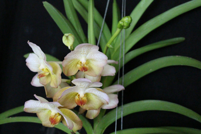 IMG_6766 - 0 Orhidee Vanda exclusiviste
