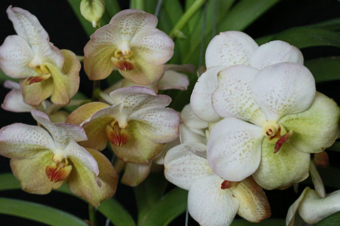 IMG_6770 - 0 Orhidee Vanda exclusiviste