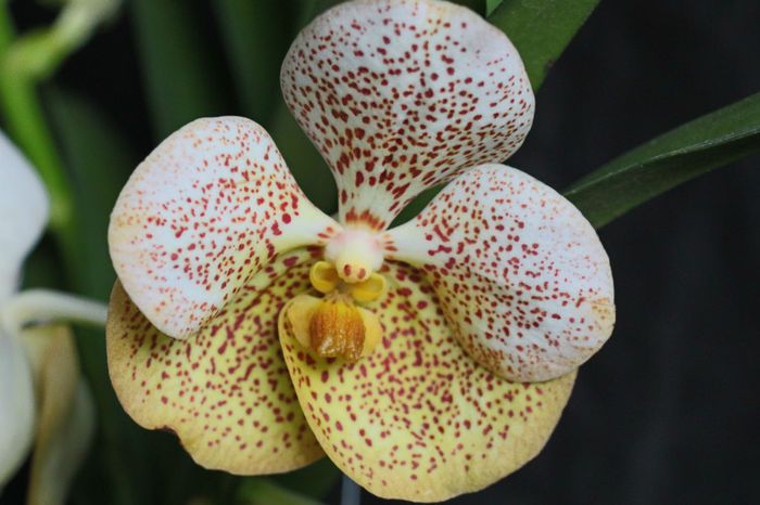 Yellow Spot - 0 Orhidee Vanda exclusiviste