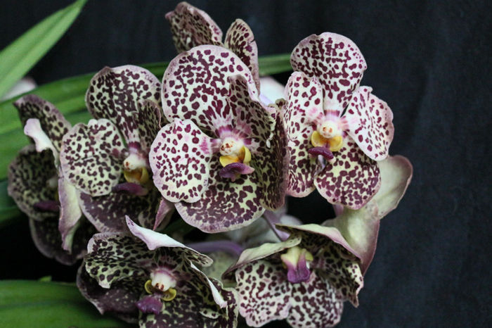 IMG_6803 - 0 Orhidee Vanda exclusiviste