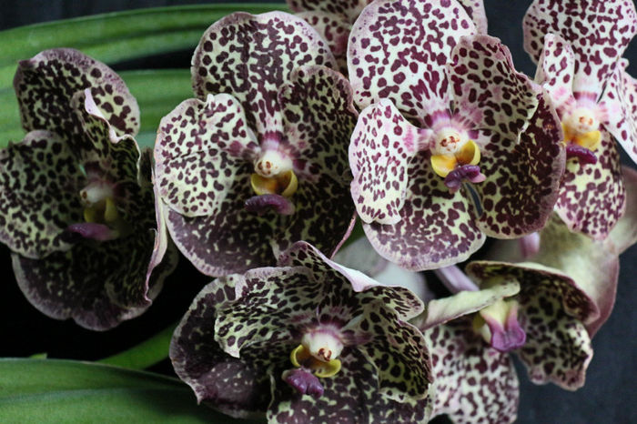 IMG_6804 - 0 Orhidee Vanda exclusiviste