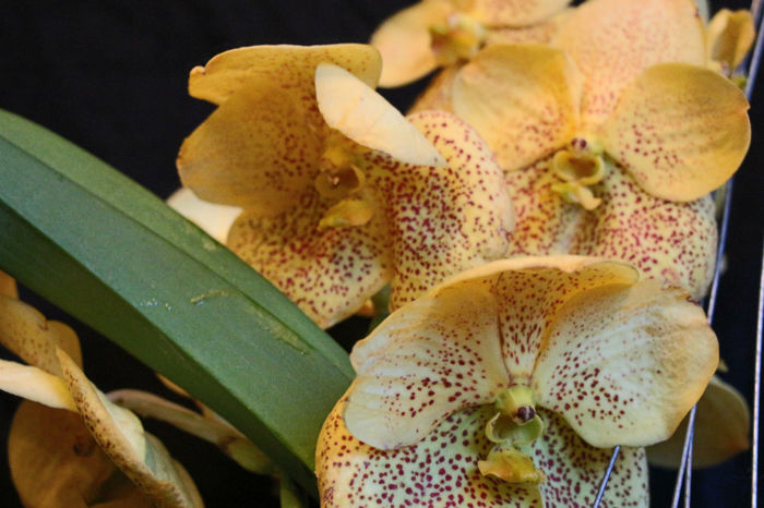 Yeloow Magic - 0 Orhidee Vanda exclusiviste