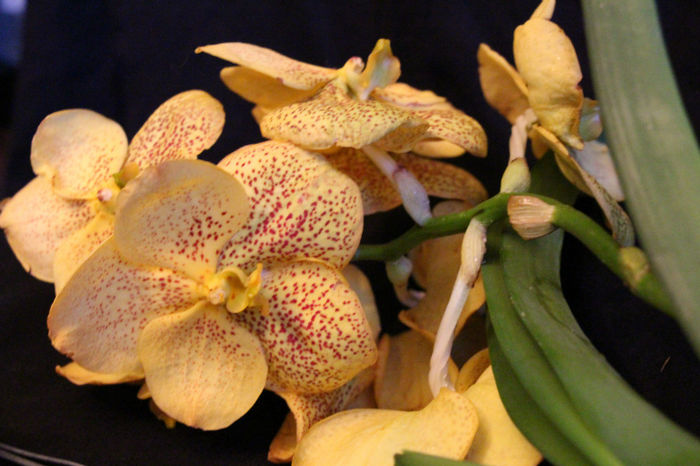 IMG_6829 - 0 Orhidee Vanda exclusiviste
