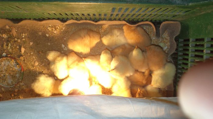 prima generatie aprilie 2014