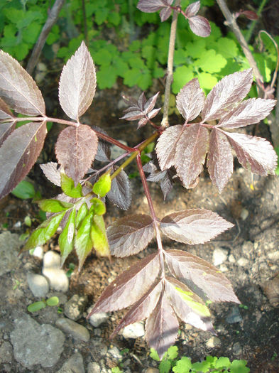 Sambucus nigra "Thundercloud" - Gradina in 2014