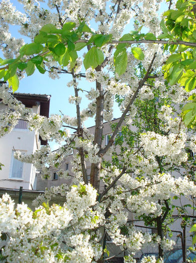 DSC05927 - Gradina in 2014